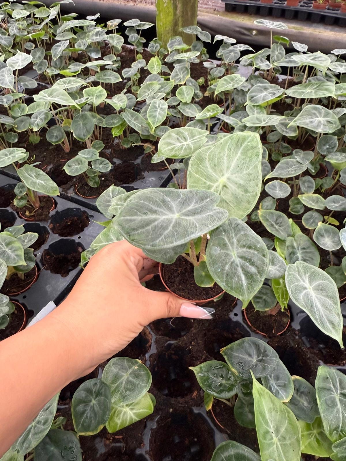 Alocasia Ivory Coast – Live Alocasia Plant | Elegant Indoor Houseplant